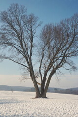 Fototapeta na wymiar Single Bare Tree in the Snow Against Blue Sky