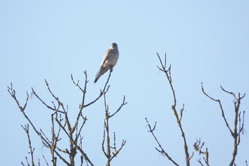 Falke au dem Baum / Falcon on the tree