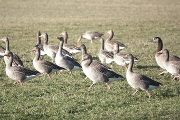 Wildgänse / Wild geese / Anser anser