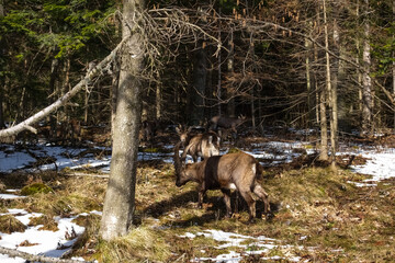 many capricorn eating in the forest and mountains