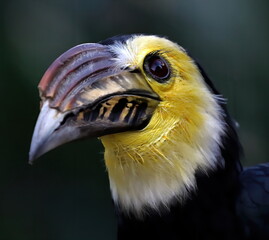 Sulawesi hornbill close head shot. Rhabdotorrhinus exarhatus.