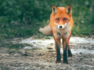 Naklejka na ściany i meble red fox vulpes 