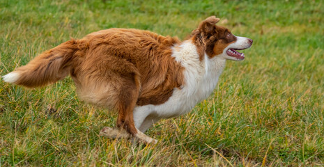 young australian shepherd dog is running - dog training with ball