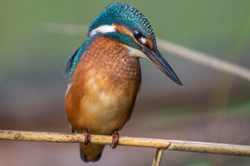 Eisvogel (Alcedo atthis) Jungvogel