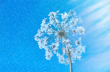 Crystal snow-flowers against the blue sky.
