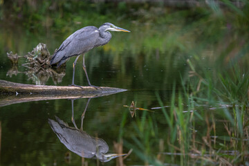 Graureiher (Ardea cinerea) Jungvogel