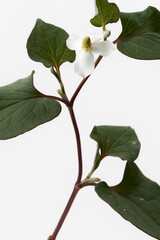 ドクダミ (Lizard tail, Chameleon plant, Houttuynia)