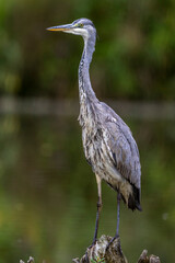 Graureiher (Ardea cinerea) Jungvogel