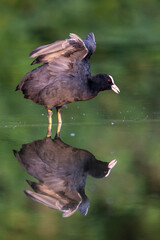 Bläßhuhn (Fulica atra)