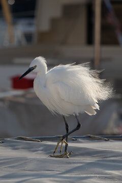   heron on the greek fishboat in marina, egretta garzetta