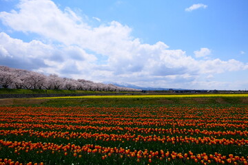 日本の春、舟川春の四重奏。朝日、富山、日本。４月中旬。