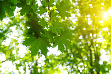 Fototapeta na wymiar Green leaves and sun
