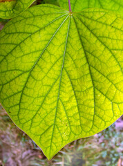 A macro photograph of the delicate details on a bright green redbud leaf growing in a Missouri backyard with a bokeh effect.