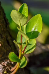 young green leaves on a tree