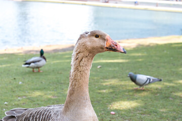 Gans im Stadtpark