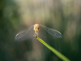 Wandering percher dragonfly, Diplacodes bipunctata, Perth, Western Australia