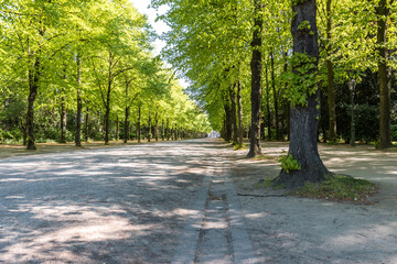 Allee in Düsseldorf