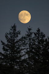 Naklejka na ściany i meble Full Moon rising over coniferous forest with European spruce (Picea abies), Hesse, Germany