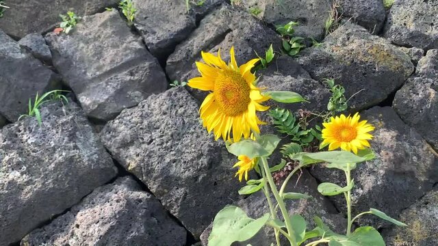 해바라기