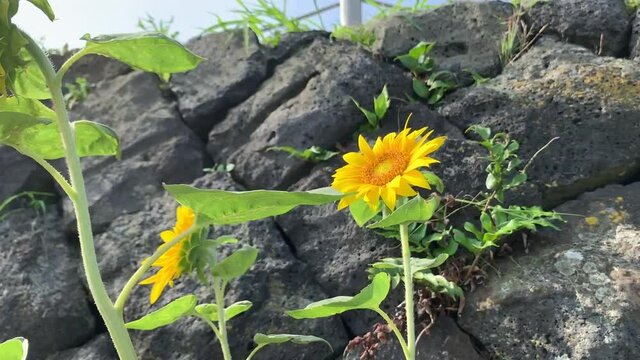 해바라기