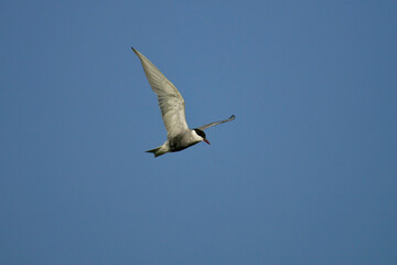 Fototapeta na wymiar Whiskered Tern (Chlidonias hybrida) adult in flight, Ebro Delta, Spain