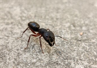 Black Carpenter Ant on the ground