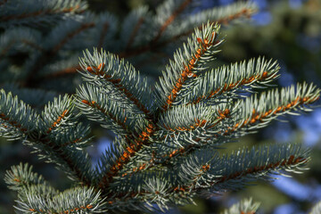 Naklejka na ściany i meble Green blue spruce branch. Coniferous tree. Selective focus.