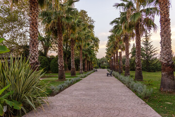 Paved path with benches and lanterns along  palm trees. No people walking along the alley in the nature park.