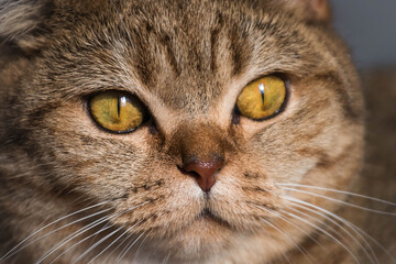 british cat, cream color close-up photo