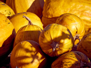 Orange autumn pumpkins on the farm.