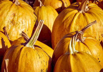 Orange autumn pumpkins on the farm.