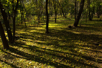 Green first spring grass into city park with sun light and dark shadows of trees silhouette beauty of nature seasons concept