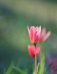 Delicate pink tulips on a natural green background in the garden.