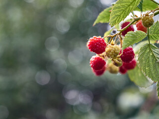 Red ripe raspberries in garden.