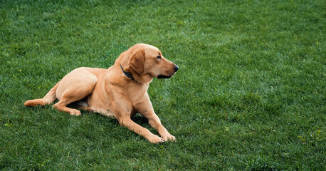 labrador retriever lies on the grass