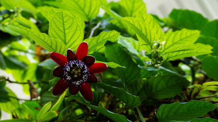 Flowering passion plant