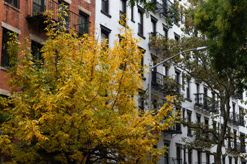 Autumn in the East Village of New York City with Colorful Trees and Old Brick Apartment Buildings