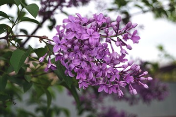 Obraz premium Tender lilac in the yard