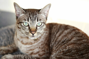 Lovely gray cat sitting at outdoor