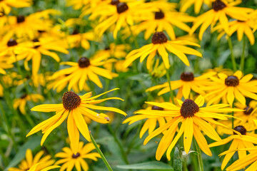 Beautiful flowers in the garden.