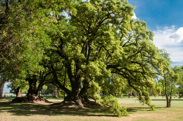 Fototapeta na wymiar Umbu, árvore típica do pampa argentino.