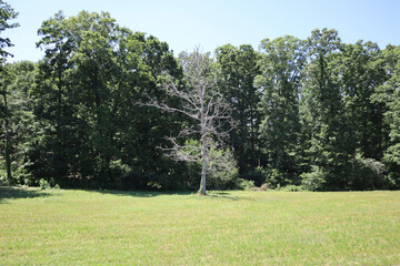 Fototapeta premium IMG_0159_2.JPG