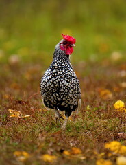 Russia. Moscow region, Istra. A rooster of the Dominant breed struts along the autumn lawn.