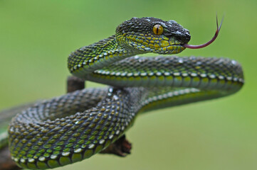 white lipped pit viper