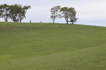 Fototapeta premium tree in the field