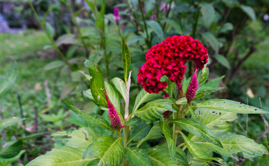 Red flower