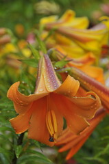 African Queen Trumpet Lily Flower