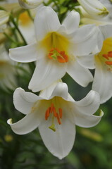 Obraz na płótnie Canvas White Trumpet Lily Flower With Yellow Centers.