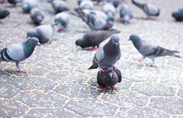 pigeons in the city