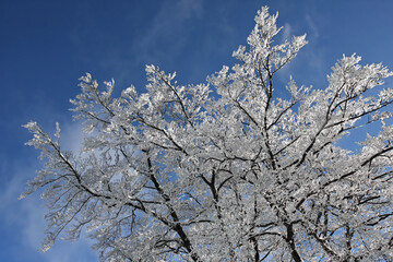 snow covered branches of a tree blue cloudless sky in Germany